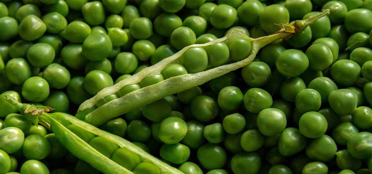Roquette’s investment in Northern France pea processing unit to reinforce its leadership over the global market