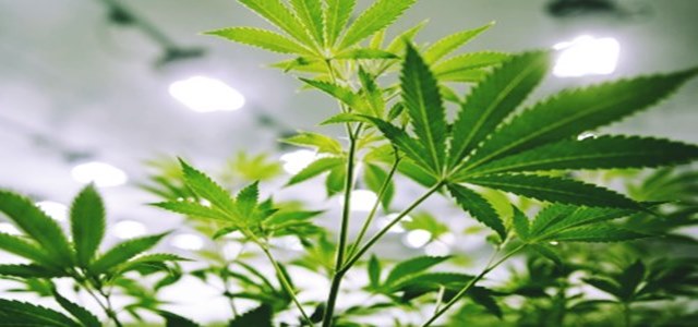 Canopy Growth buys assets of hemp researcher Ebbu Inc for C$429m