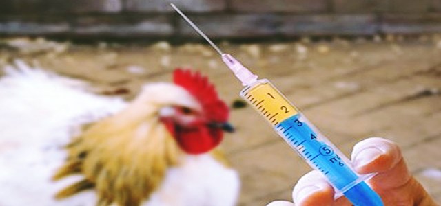 EU parliament approves law to restrict use of antibiotics on animals 