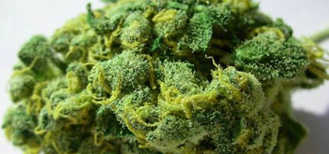 Hikurangi to export medical marijuana worth USD 160mn to Rhizo