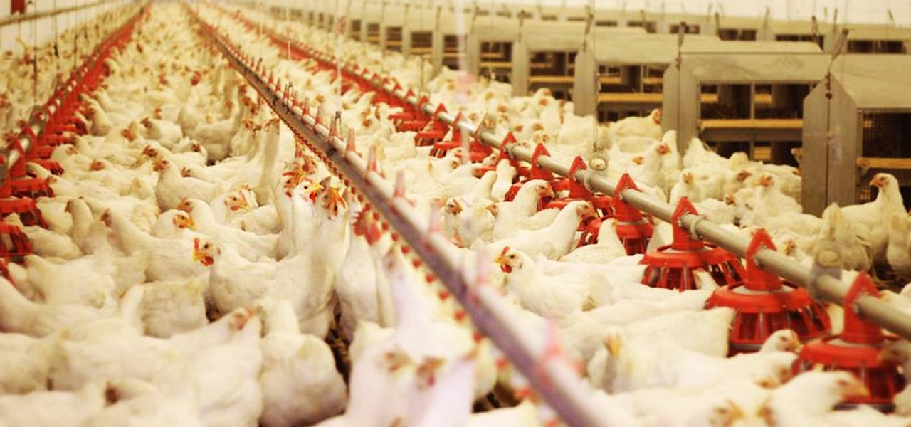 South Korea to implement new poultry farm laws to curb avian flu